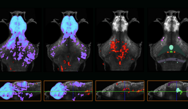 Nearly 400 compounds affect behaviors tied to autism-linked genes in zebrafish