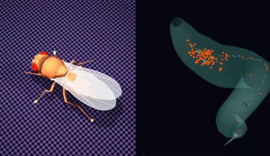 ‘Digital sphinx’ raises questions about connectome models