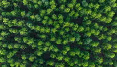 Cutting Down Forests Changes the Weather Instantly—The Shocking Truth Revealed