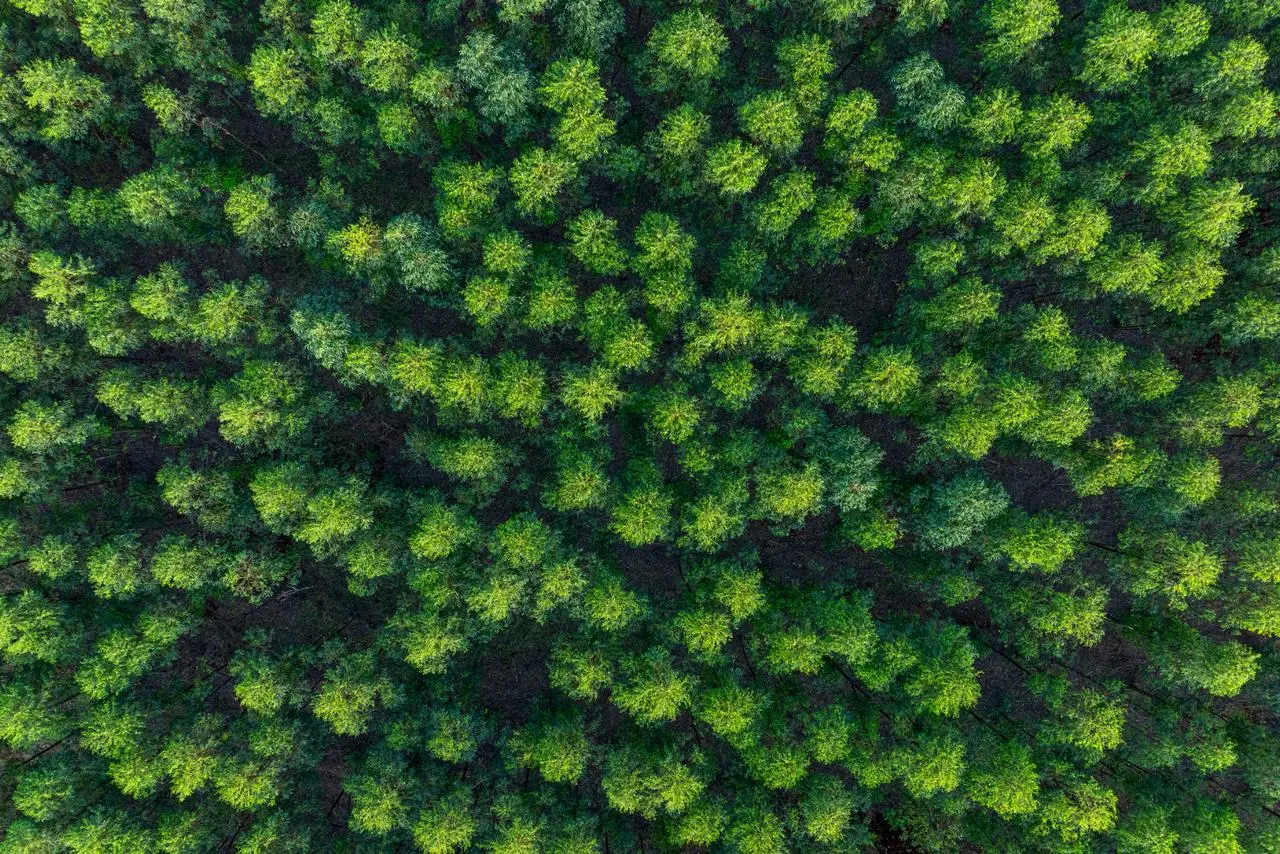 Cutting Down Forests Changes the Weather Instantly—The Shocking Truth Revealed