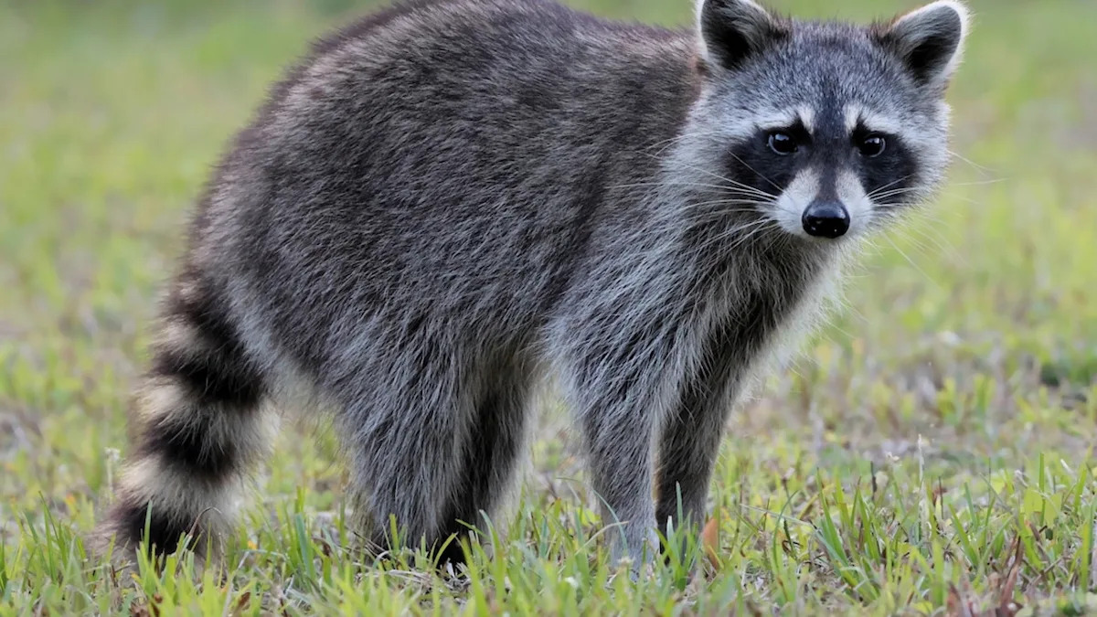 A Raccoon Wouldn’t Stop Following This Couple on a Hike — and the Reason Why Melted Their Hearts