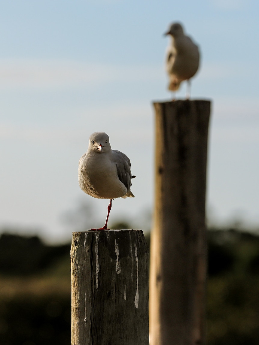 Seagulls stand on posts, the one in front is balanced on one leg. There is vegetation and sky in the background.