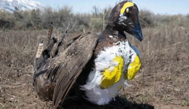 Robot Birds Deployed Near Wyoming Airport in Effort to Save a Threatened Species