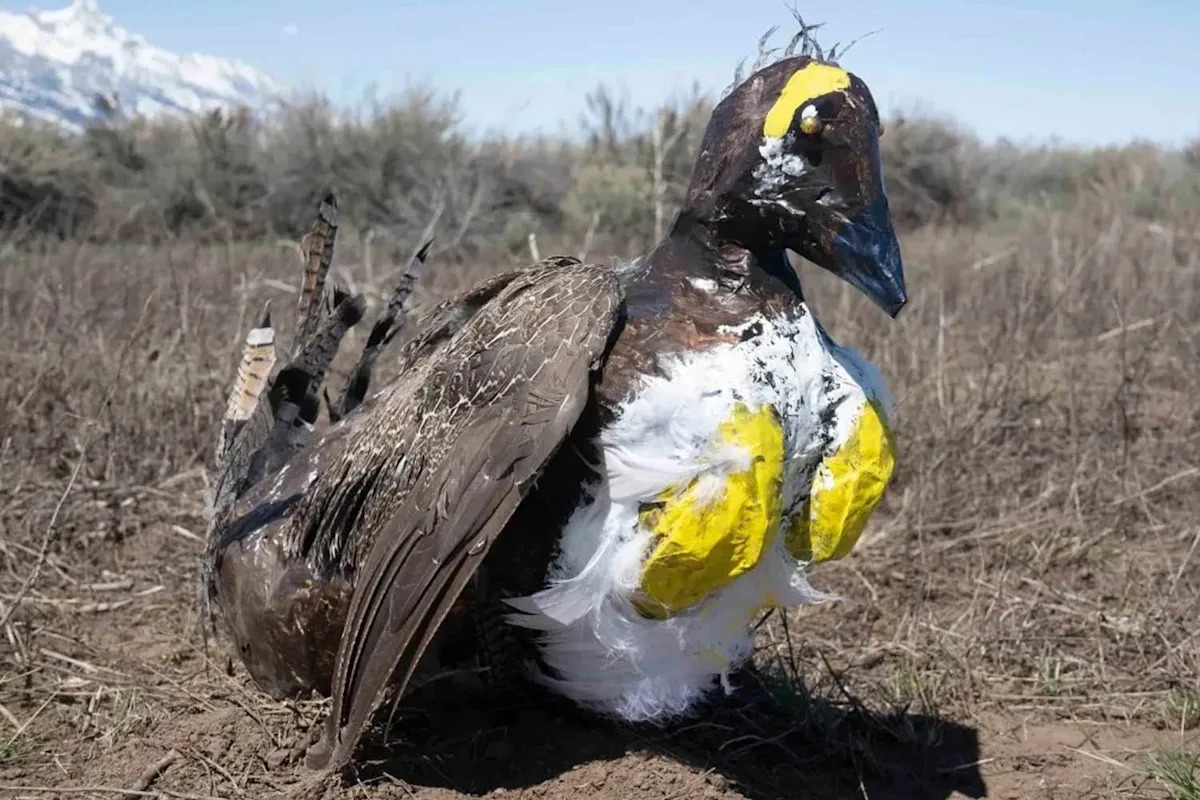 Robot Birds Deployed Near Wyoming Airport in Effort to Save a Threatened Species
