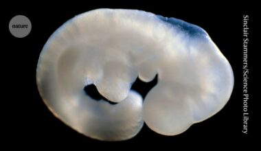 Female mice grow testes after this single DNA tweak