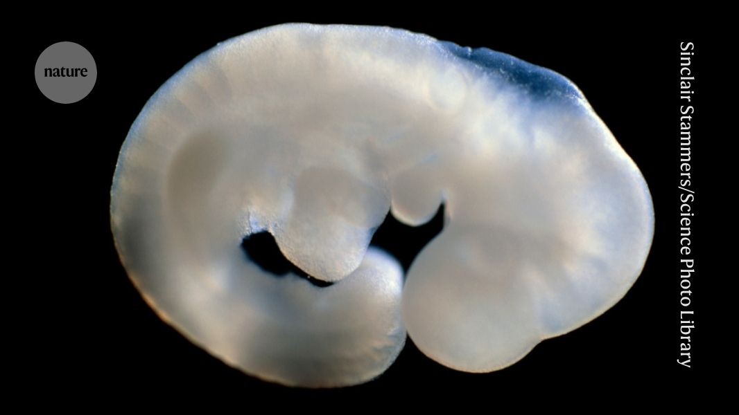 Female mice grow testes after this single DNA tweak