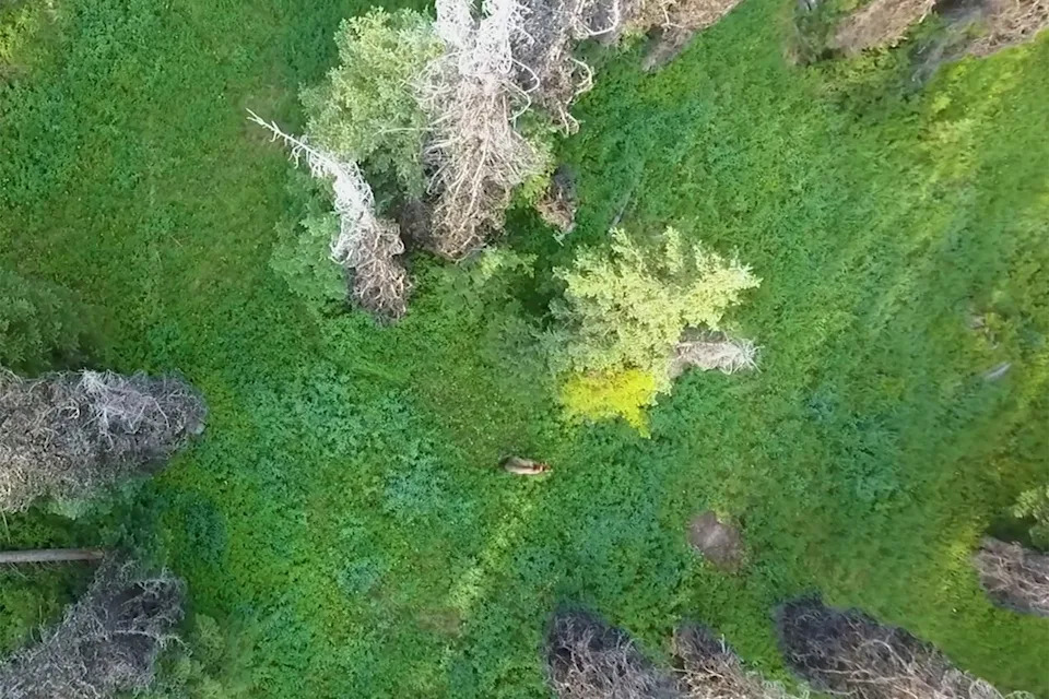 Aerial view of female bear roaming the Greater Yellowstone EcosystemCredit: Montana Fish, Wildlife & Parks