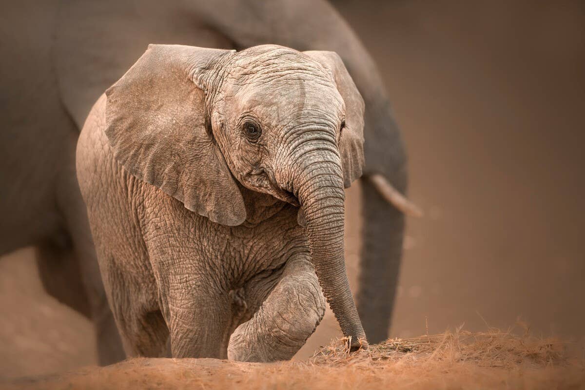 First Footage of 4-Hour-Old Baby Elephant Is Ultimate Total Cuteness Overload