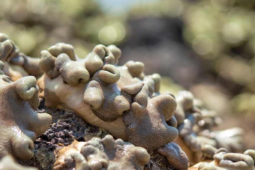 Coral in Darwin Harbour 1