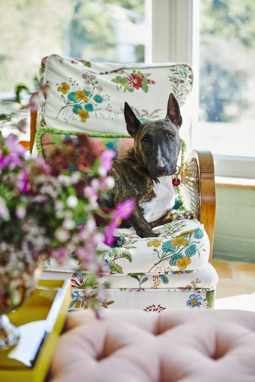 a miniature bull terrier resting on a floral patterned chair in a bright living room
