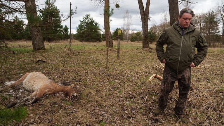 Denys Vyshnevskyi, researcher at the Chornobyl Radiation and Ecological Biosphere Reserve, stands in front of a dead wild Przewalski horse in a forest inside the Chernobyl exclusion zone, Ukraine, Wednesday, April 8, 2026. Chornobyl is the Ukrainian name for the city. 