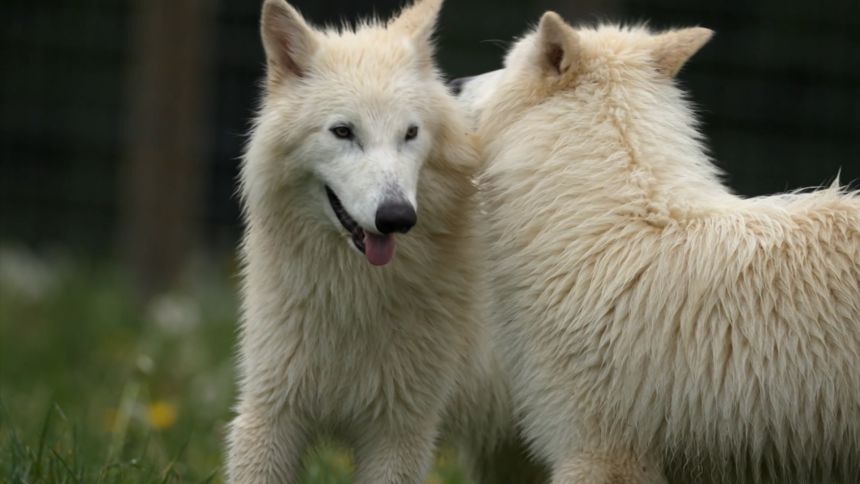 Two pups genetically engineered to resemble the dire wolf.