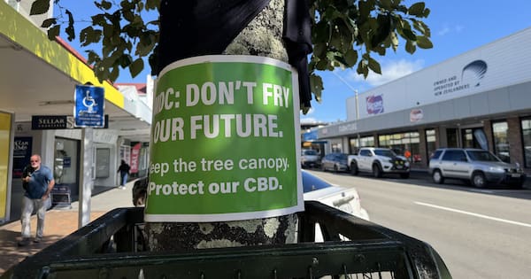 Town vexed over what to do with much loved trees