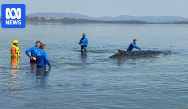 Humpback whale freed after being stranded on sandbar at Wallis Lake on NSW mid north coast