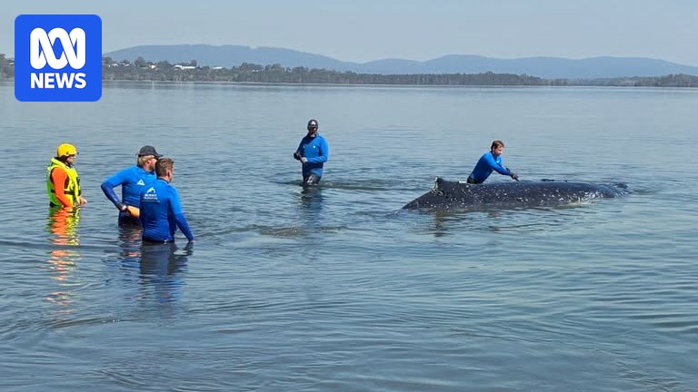 Humpback whale freed after being stranded on sandbar at Wallis Lake on NSW mid north coast