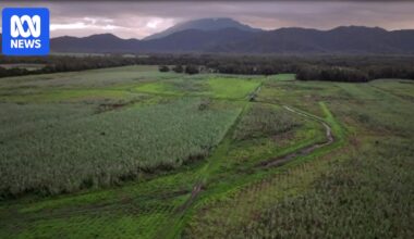 Conservation group plans to replant Daintree Rainforest trees on former sugarcane land