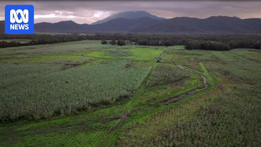 Conservation group plans to replant Daintree Rainforest trees on former sugarcane land