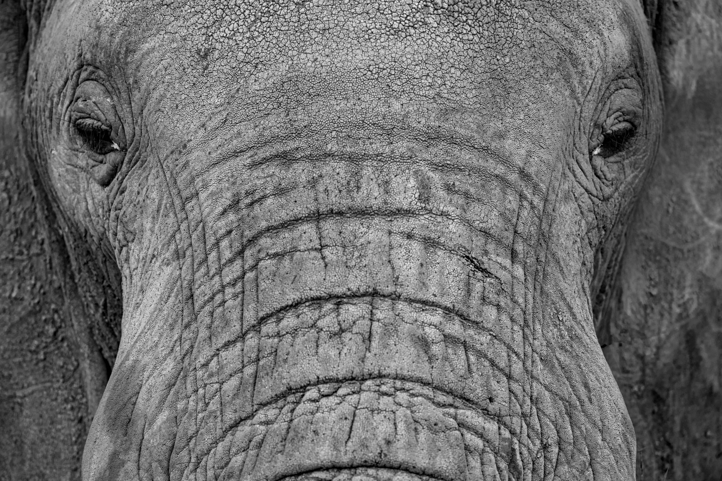 Close-up of an African elephant's face, showing its wrinkled skin and tiny eyes.