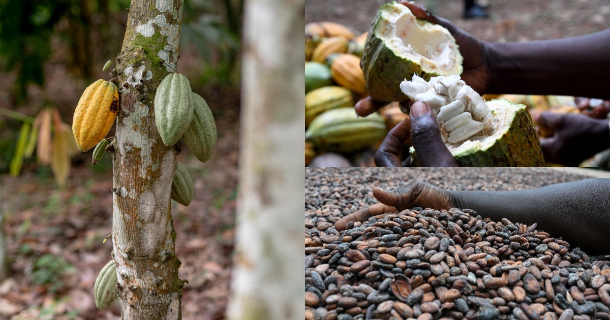 Ghana records over $3 billion in exports as cocoa processing drives industrial shift