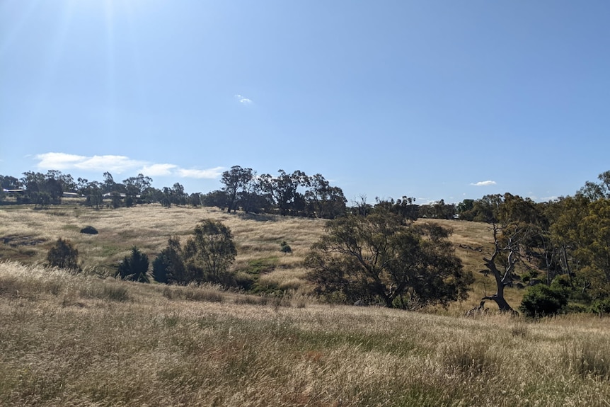 A patch of beautiful Victorian countryside, with rolling hills of dry grass and trees. 