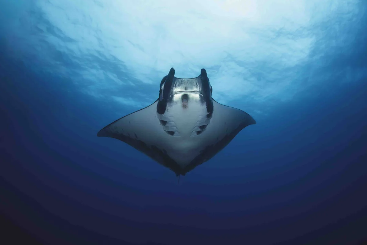 Sicklefin devil rays in the Azores