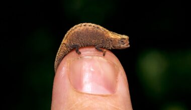 The World's Smallest Lizard Is Tinier Than a Quarter