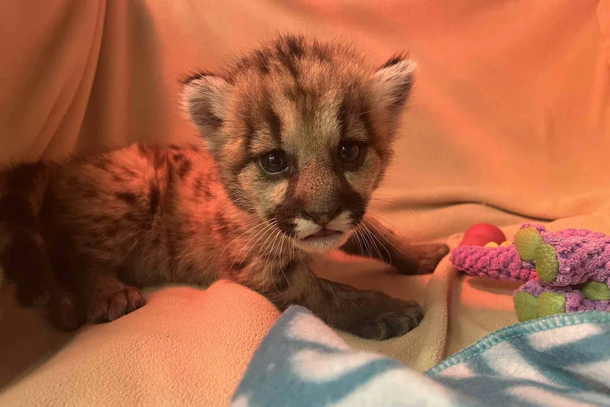 Wildlife Rescuers Save an Abandoned and Starving Mountain Lion Cub and Move Him to a California Zoo
