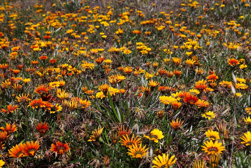 A field of yellow, orange and red Gazanias on a roadside in South Australia.