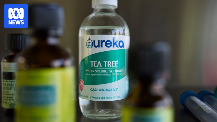 Australian tea tree oil industry faces uncertainty over EU ban proposal