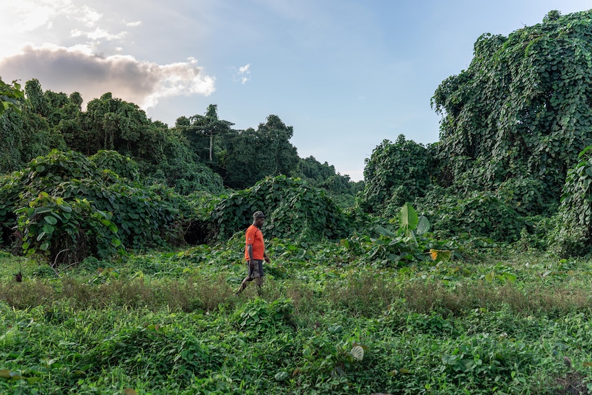 Man in orange shirt walks in front of a forest covered in a green leaved invasive weed.