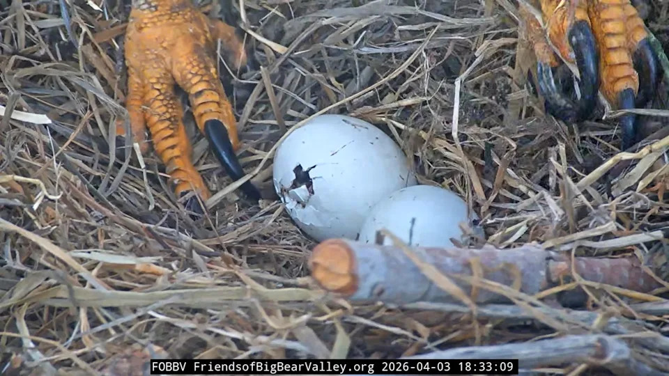 A chick could be seeing moving through a crack in one of Jackie and Shadow's eggs in Big Bear, California on the evening of Friday, April 3.
