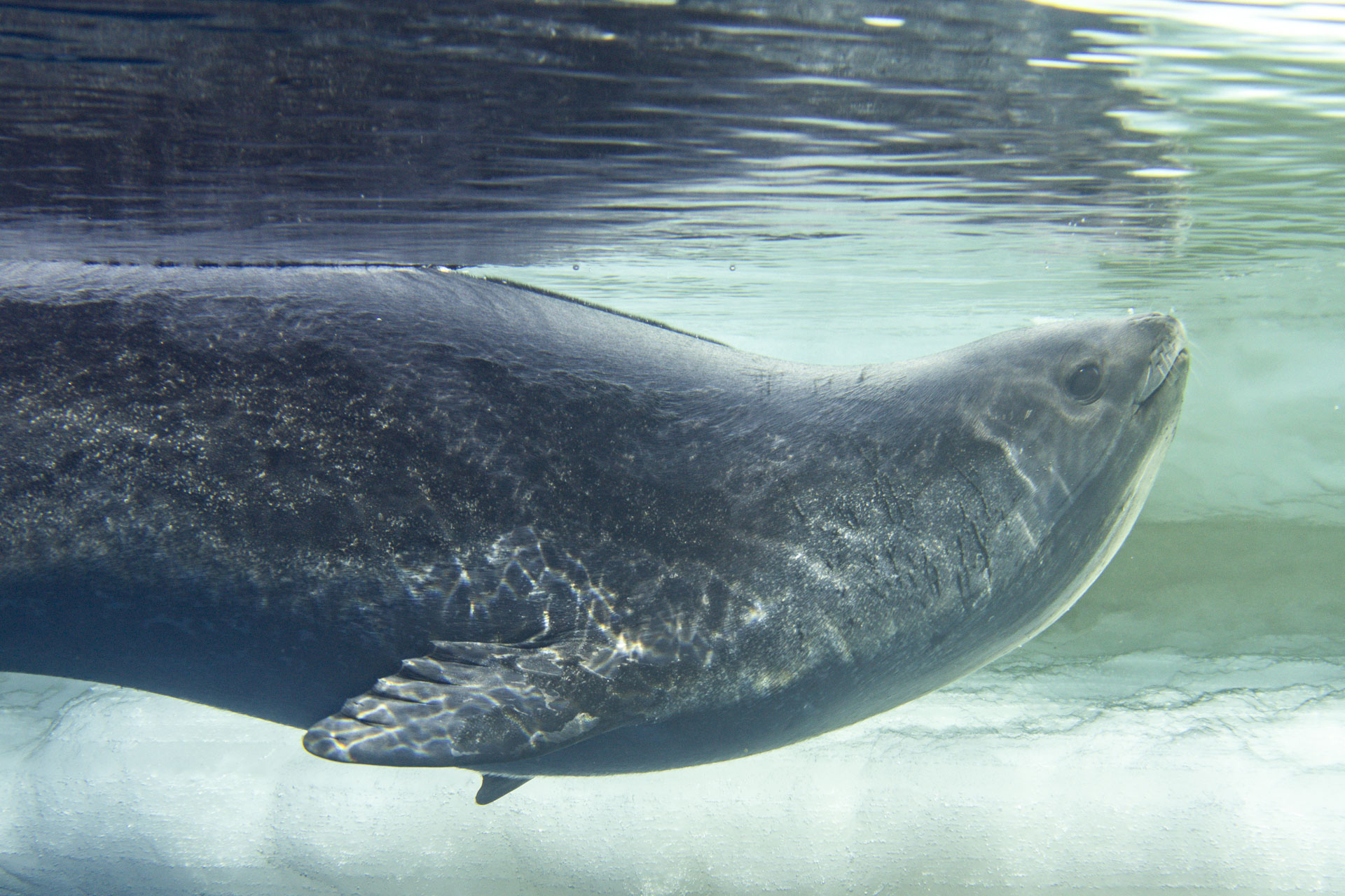 Photos of a rare Ross seal in Antarctica by sealife photographer Justin Hofman, underwater near the surface