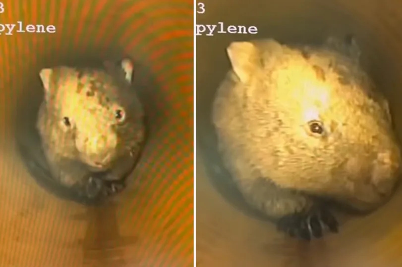Two pictures of the wombat making its way up the Bega stormwater pipe.
