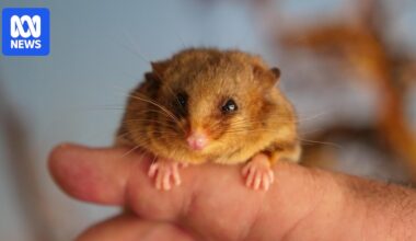 Endangered mountain pygmy possum numbers climb at Secret Creek Sanctuary breeding program