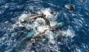 Female Named Rounder Surrounded By Family Members When About To Give Birth To Her Second Calf