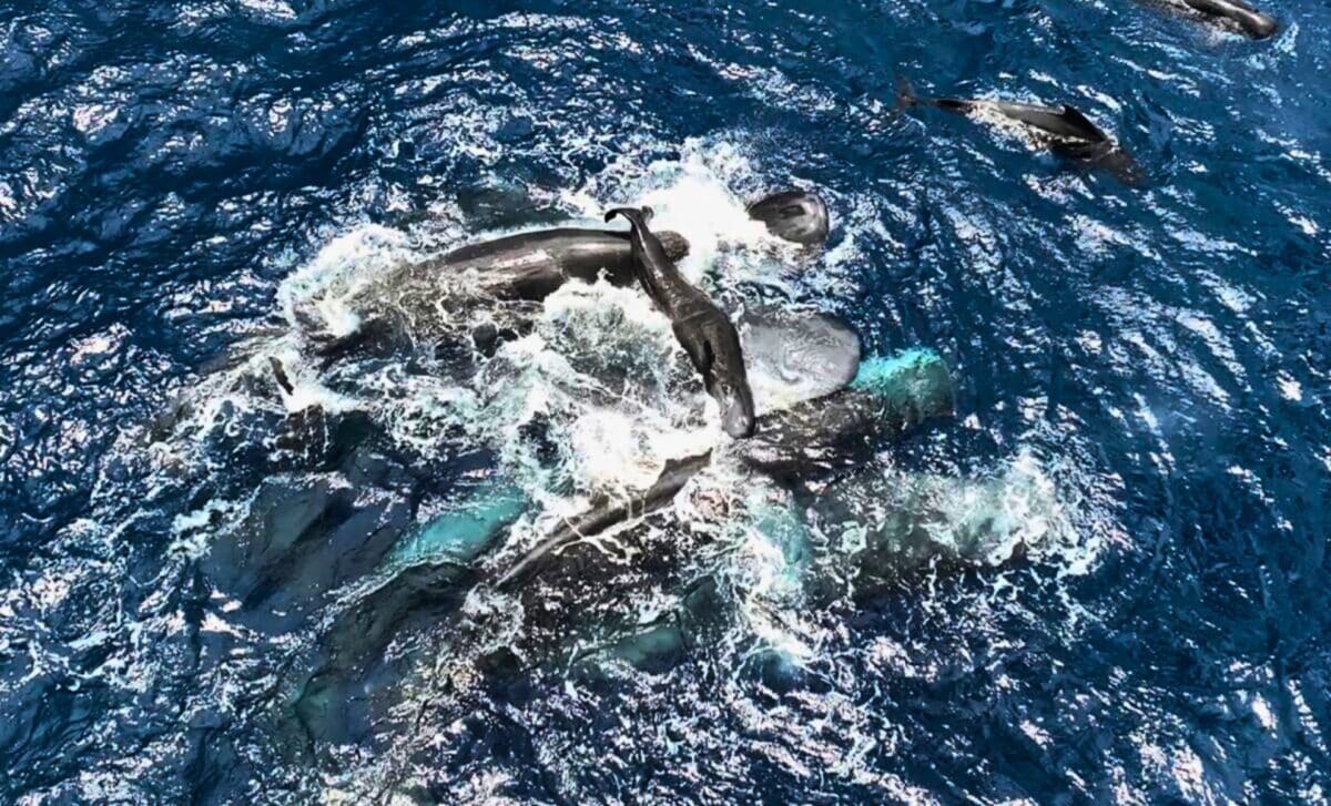 Female Named Rounder Surrounded By Family Members When About To Give Birth To Her Second Calf