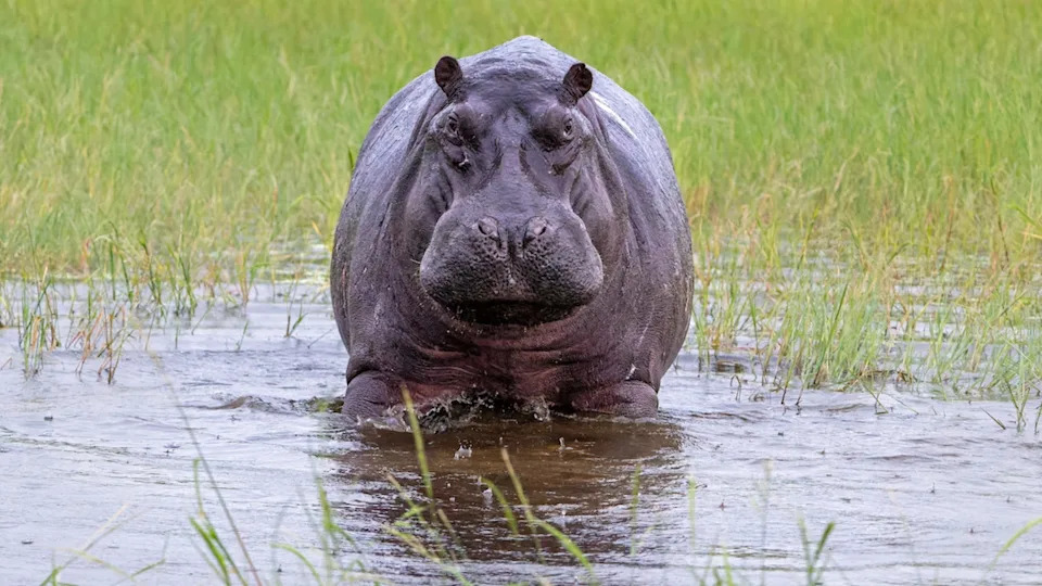 Hippo standing in waterImage via Shutterstock&sol;Henk Bogaard