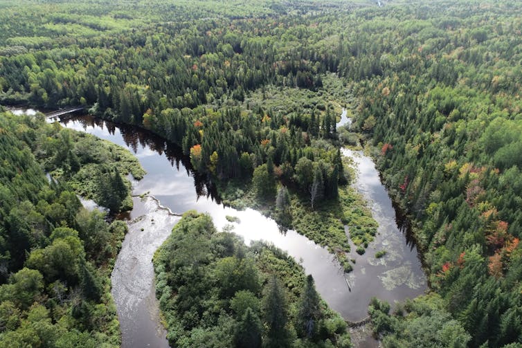A beaver dam