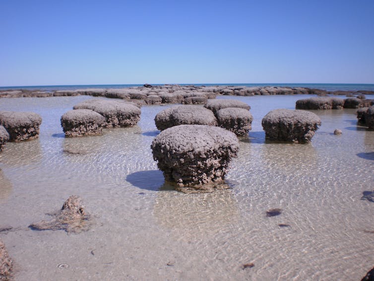 Brown rock-like formations in shallow seawater.