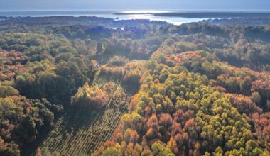 Don’t just plant trees, plant forests to restore biodiversity for the future