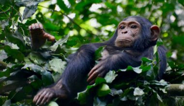 Nest-building chimpanzees seem to anticipate future weather