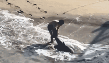 Dramatic video captures young fisherman battling waves to free great white shark