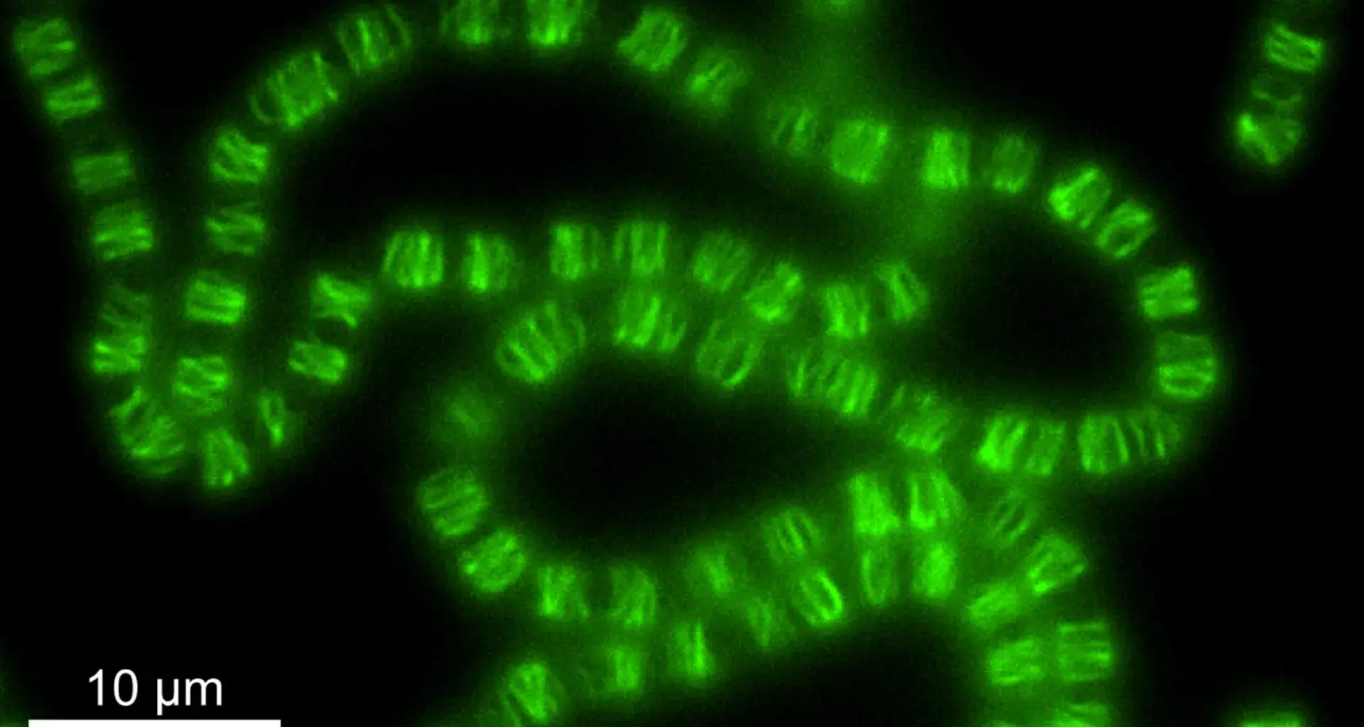 Scientists stunned as bacteria rewire DNA machinery to shape cells