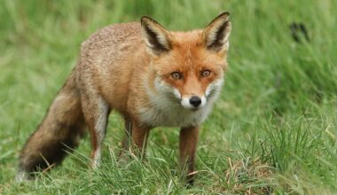 Drive to feed air-dropped rabies vaccines to foxes in the wild