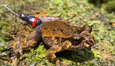 Tiny backpacks to track small frogs
