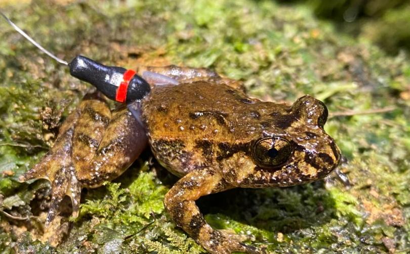 Tiny backpacks to track small frogs