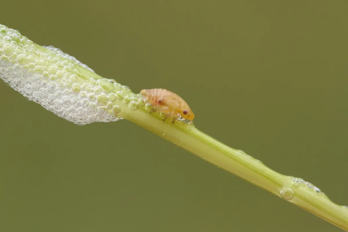 A small bug on a twig with spittle behind it