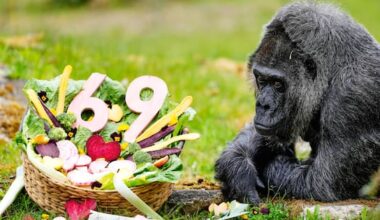 World's oldest gorilla in captivity celebrates 69th birthday