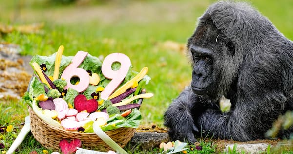 World's oldest gorilla in captivity celebrates 69th birthday