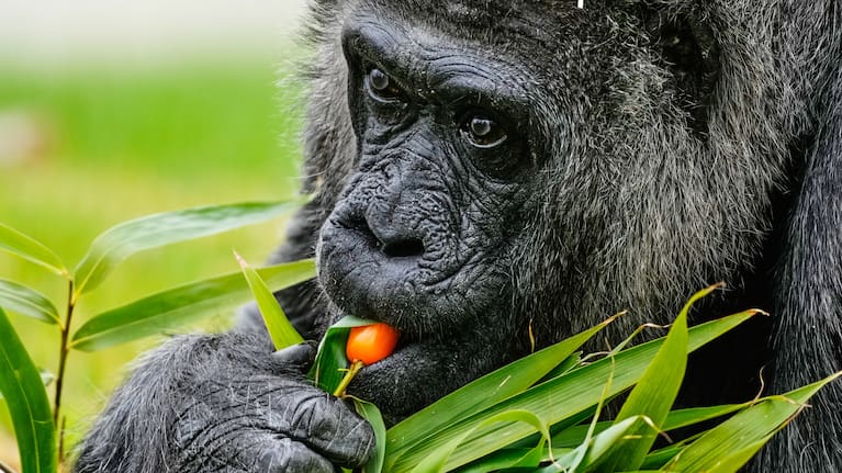Fatou, the oldest of Berlin's zoo and also believed to be the world's oldest gorilla, eats vegetables to celebrate her 69th birthday in Berlin, Germany, Monday, April 13, 2026